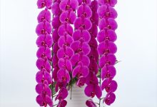 （一社）全国農業会議所会長賞 C-30 ファレノ ビッグチリ　８号 中原洋蘭　ＪＡみやざき　宮崎経済連 宮崎県