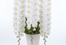 （一社）日本花き卸売市場協会会長賞 C-21 ファレノ　ソーゴユキディアン　「V3」 ８号 富澤洋蘭園 群馬県