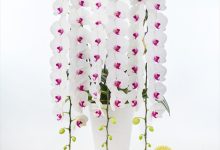 （一社）ＪＦＴＤ会長賞 C-13 ファレノ　「ロイヤルスカーレット」 ８号 島田洋蘭園　島田雅之 茨城県