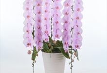 （公社）園芸文化協会会長賞 C-16 ファレノ　「ハーモニー」 ８号 島田洋蘭園　島田雅之 茨城県