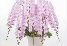 （公社）日本フラワーデザイナー協会理事長賞 B-23 ファレノ　「ピンクピース」　８号 内田洋蘭 山梨県