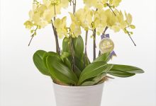 日本洋蘭農業協同組合長賞 B-24 ファレノ　「レモン」　８号 椎名洋ラン園　椎名正剛 千葉県