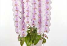 (株)ＮＨＫ出版「趣味の園芸」 編集長賞 C-32 ファレノ　「ＨＡＲＵＫＡ」　８号 オーキッド山王 ＪＡみやざき 宮崎経済連 宮崎県