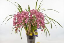 「日本農業新聞」 会長賞 E-5 シンビ　「コスモ」 ＊ 折本洋蘭園　加藤悟 神奈川県