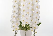 （株）花卉園芸新聞社賞 C-6 ファレノ　ソーゴユキディアン　「V3」　８号 おぎの蘭園 埼玉県