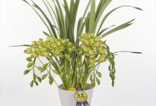 （株）ＫＡＤＯＫＡＷＡ　「花時間」賞 E-9 シンビ　「グリーンカルテット」　８号 ち７９　定華園　磯部徳松 愛知県