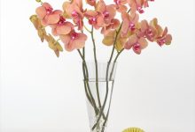 （一社）花の国日本協議会「デイリーユース賞」 K-32 ファレノ　 サーフソング 加藤洋ラン園　加藤英世 千葉県