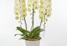 （一社）日本花き生産協会会長賞 C-3 ファレノ　「ハルク」　８号 アヤセ洋蘭　斉藤和則 神奈川県