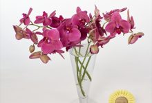 (株)誠文堂新光社賞 K-31 ファレノ　「パッションルビー」 加藤洋ラン園　加藤英世 千葉県