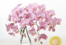 大田市場花き事業協同組合理事長賞 K-33 ファレノ　「ハニービーチ」 加藤洋ラン園　加藤英世 千葉県