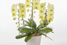 ベストオブカテゴリーＡ賞 A-9 ファレノ　「イヴ」 ６号 常陸洋らん園　黒澤達也 茨城県