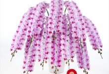 ベストオブカテゴリーＢ賞 B-8 ファレノ　「ＭＳ－ＰＩＮＫロゼリア」 ８号 モテギ洋蘭園　茂木敏彦 埼玉県