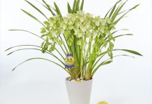 ベストオブカテゴリーＥ賞 E-2 シンビ　「グリーンペガサス」 ７．５号 ホーティカルチャーイイダ 山梨県