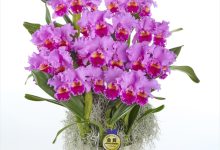 ベストオブカテゴリーF賞 F-1 カトレヤ　ドラムビ－ト　「ヘリテッジ」 １０号 山野井　喜仁 茨城県