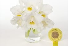 ベストオブカテゴリーＫ賞 K-16 Ｒｌｃ．カントリロード　「オーキッドライブラリー」 たがみオーキッド　田上智章 埼玉県