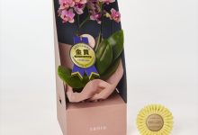 ベストオブカテゴリーＭ賞 M-7 ファレノ　「レニー」　３号 椎名洋ラン園　椎名正剛 千葉県