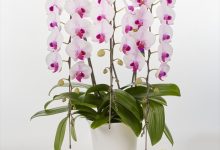 金賞 A-19 ファレノフレンズ　エンジェル　「ミオ」　６号 ショウナン花園　青木浩一 神奈川県