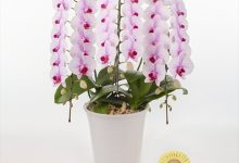 金賞 A-4 ファレノ　「サクラヒメ」　６号 美浜オーキッド　東裏幸浩 和歌山県