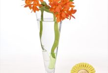 金賞 K-6 Ｂｌｃ．「ヤンミンオレンジ」 山野井　喜仁 茨城県