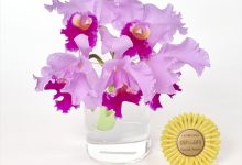 金賞 L-7 カトレヤ　フォローミー　「ナリス」 山野井　喜仁 茨城県