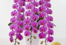 金賞 A-8 ファレノ　「ＭＳ－ＰＩＮＫベレッタ」　６号 モテギ洋蘭園　茂木敏彦 埼玉県