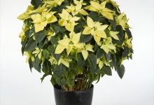 農林水産大臣賞 D-3 ポインセチア　レモンクリスマス ボサ造り ７号 中辰園芸　篠田浩明 愛知県