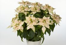 農林水産省農産局長賞 B-44 ユ－ホルビア　プリンセチアロゼマーブル ５号 塩原花園　塩原茂夫 埼玉県