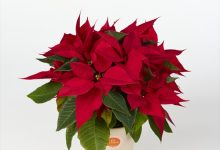 東京都知事賞 A-6 ポインセチア アトラ ３．５号 塩原　卓哉 埼玉県