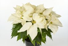 （株）グリーン情報賞 B-20 ポインセチア フローズン ５号 古市　利夫 福島県