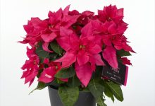 豊明花き株式会社社長賞 B-36 ユ－ホルビア プリンセチアオペラ ５号 藤田農園　藤田玄夫 福島県