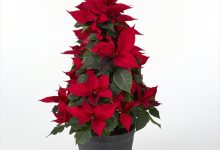 （株）フラワーオークションジャパン社長賞 C-6 ポインセチア イタリアンレッドグランデ ツリー ６号 松本園芸　松本好高 東京都