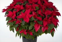 日本ポインセチア協会会長賞 D-5 ポインセチア イタリアンレッド ボサ造り ７号 中辰園芸　篠田浩明 愛知県