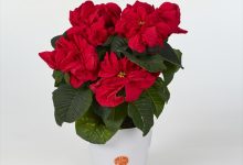 優秀賞 A-16 ポインセチア ウィンターローズアーリーレッド ４号 藤田農園　藤田玄夫 福島県