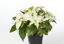 優秀賞 A-46 ユ－ホルビア プリンセチアホワイトフロスト ４号 松本園芸　松本好高 東京都