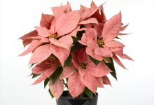 優秀賞 B-1 ポインセチア ピンクシャンパン ５号 古市　利夫 福島県