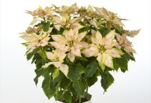 優秀賞 B-14 ユ－ホルビア プリンセチアロゼマーブル ５号 清華園　清水茂樹 埼玉県