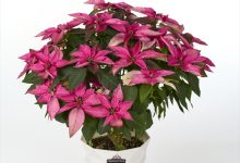 優秀賞 B-16 ユ－ホルビア プリンセチアピンクブラッシュ ５号 清華園　清水茂樹 埼玉県