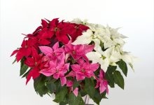 優秀賞 B-26 ユーホルビア プリンセチア 寄せ ５号 塩原花園　塩原茂夫 埼玉県