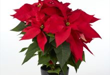 優秀賞 B-27 ポインセチア バーニングエンバー ５号 石井　康行 福島県