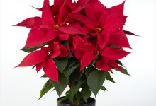 優秀賞 B-3 ポインセチア イタリアンレッドグランデ ５号 石井　康行 福島県