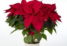 優秀賞 B-33 ポインセチア イタリアンレッドグランデ ５号 ことぶき園芸　境野昇寿 埼玉県