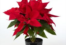 優秀賞 B-4 ポインセチア バーニングエンバー ５号 古市　利夫 福島県