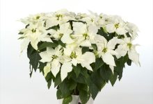 優秀賞 B-45 ユ－ホルビア プリンセチアピュアホワイト ５号 塩原花園　塩原茂夫 埼玉県