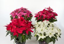 優秀賞 B-75 ユ－ホルビア プリンセチア 混合 ５号 松本園芸　松本好高 東京都