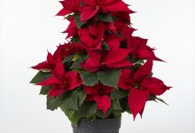 優秀賞 B-81 ポインセチア イタリアンレッドグランデ ツリー ５号 松本園芸　松本好高 東京都