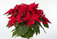 優秀賞 C-4 ポインセチア バーニングエンバー ６号 古市　利夫 福島県