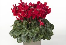 ㈱フラワーオークションジャパン社長賞 A-4 ミニシクラメン ス－パ－ジックスレッド ４号 保坂フローラ 保坂親司 山梨県