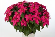 サントリー賞 B-32 ユ－ホルビア プリンセチアルージュ ５号 ことぶき園芸　境野昇寿 埼玉県