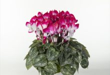 (一社)日本花き生産協会会長賞 B-79 シクラメン インディアカマゼンタ ５号 ＭＦＧ谷澤園芸 谷澤清三 栃木県