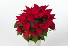 セレクタ賞 A-39 ポインセチア クリスマスユニバース ４号 塩原　卓哉 埼玉県